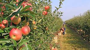 Orchard Farm Worker Jobs in USA with Visa Sponsorship in 2024