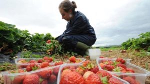 Top 5 fruit picking jobs in the UK and how to apply in 2024